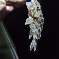 久しぶりの釣行とハードブルテスト