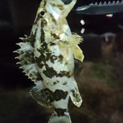 遊んでくれたのはガシラのみ