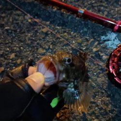 2024/03/27 大阪ヘチ釣り釣行