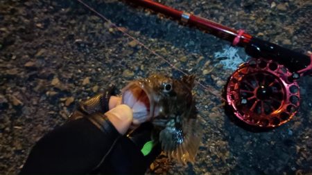 2024/03/27 大阪ヘチ釣り釣行