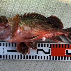 ３月１６日（土）（小潮）メバル３１cmなど船中６匹・ガシラ３０cmなど船中１１２匹