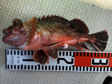 ３月１６日（土）（小潮）メバル３１cmなど船中６匹・ガシラ３０cmなど船中１１２匹