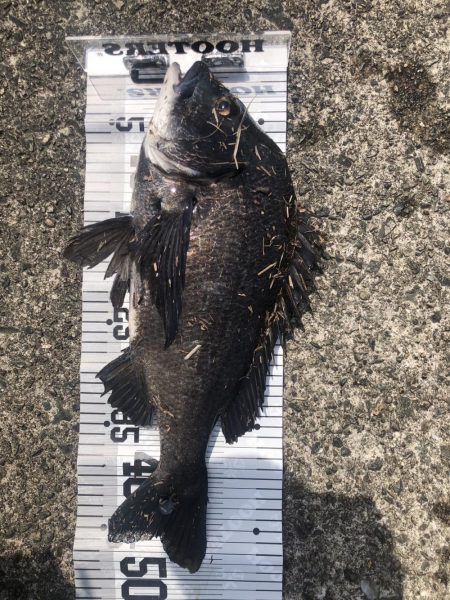 イチノ兄弟！釣果。