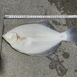 初めての森一　カレイの花