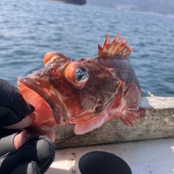 泉州丸さんでクログチ