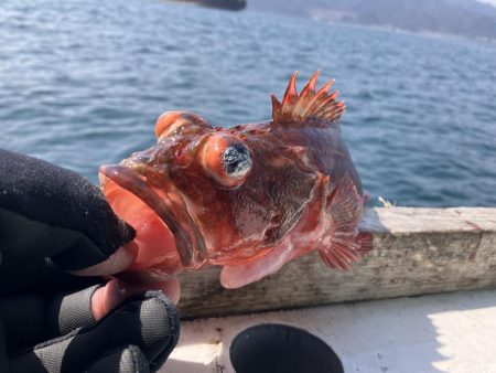 泉州丸さんでクログチ