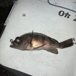 ファミリー初釣り