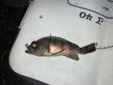 ファミリー初釣り