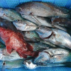 泉州丸　釣果