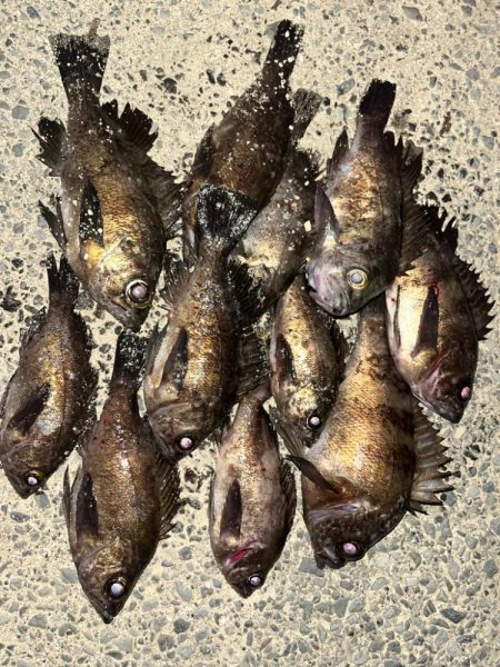 メバル　プラッキング