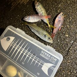 まだまだ寒い、豆アジング