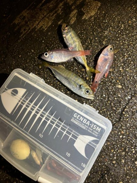 まだまだ寒い、豆アジング