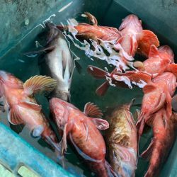 のんびりメバル&ガシラ便わ