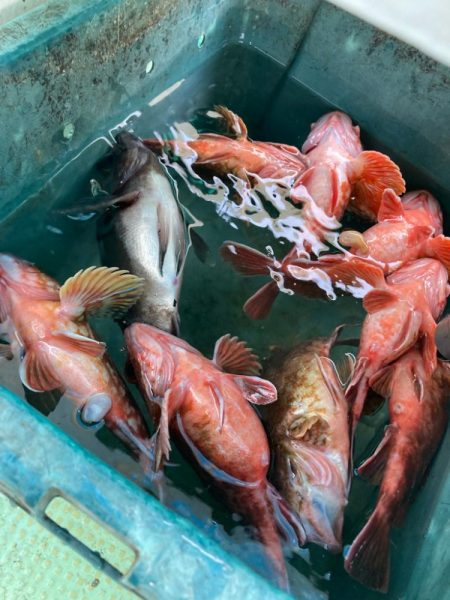 のんびりメバル&ガシラ便わ