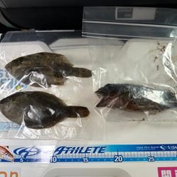 戻りカレイ(花見カレイ)