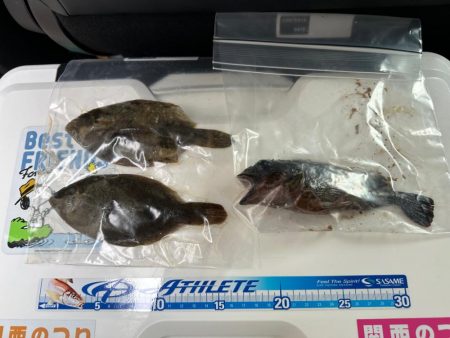 戻りカレイ(花見カレイ)