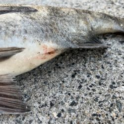 おチヌさんノッコミ中です