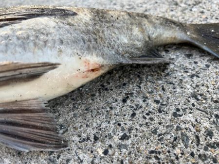 おチヌさんノッコミ中です