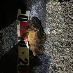 まだまだ極寒ライトゲーム