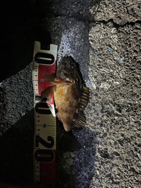 まだまだ極寒ライトゲーム