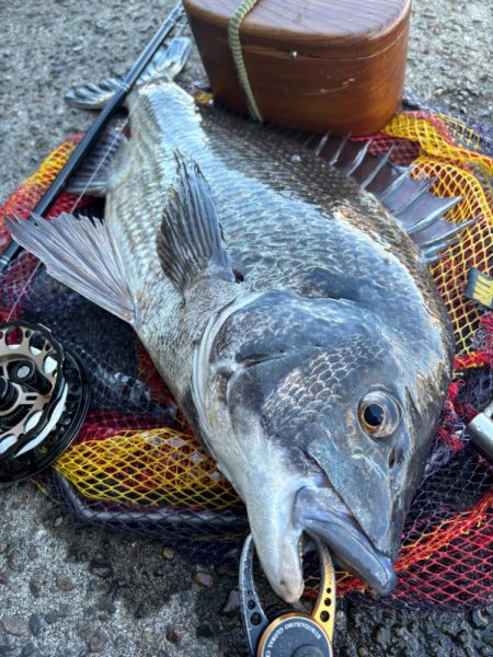 ヘチってきました