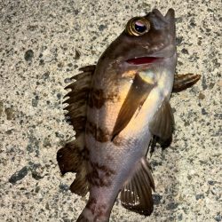 メバル13&ガッシー