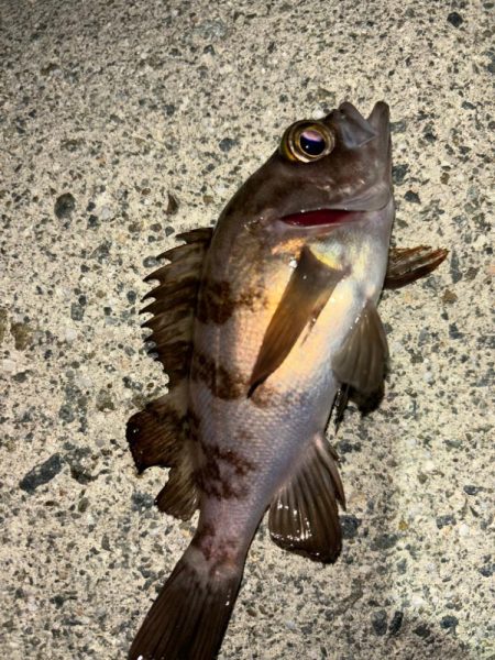 メバル13&ガッシー