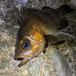 フロートメバリング