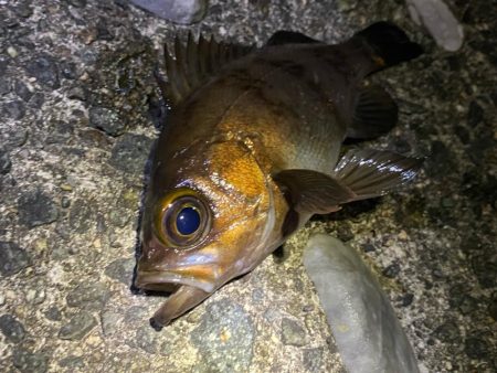 フロートメバリング