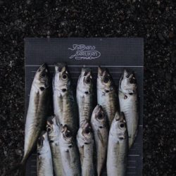 カマスにアジ爆釣‼︎良型サバも