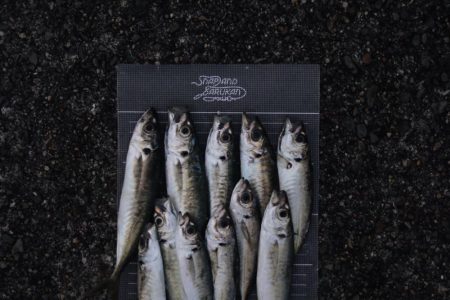 カマスにアジ爆釣‼︎良型サバも