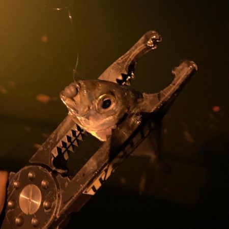 アジング&メバリング