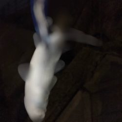 クロダイ　ルアーフィッシング