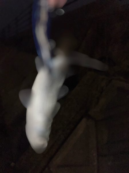 クロダイ　ルアーフィッシング