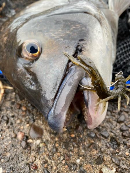 雨上がりチニング