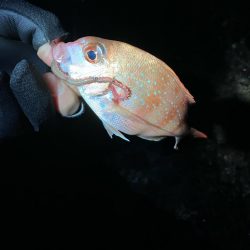 アジポイント探し