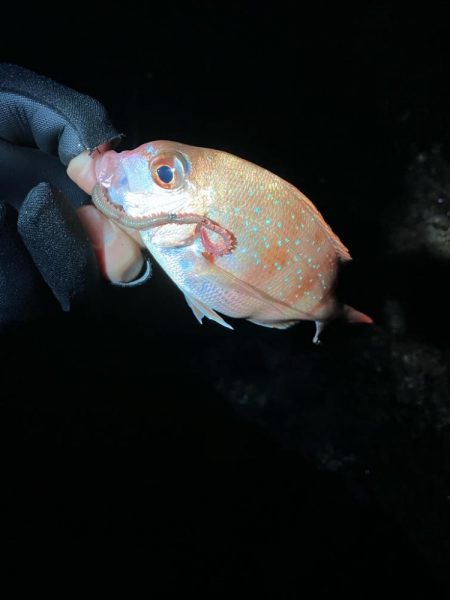 アジポイント探し