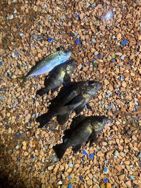 釣りキャンプ🎣ǳ…