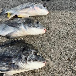 チヌのノッコミ始まりました