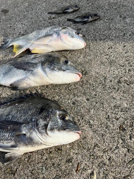 チヌのノッコミ始まりました