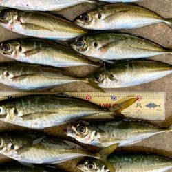 中アジ探しアジング