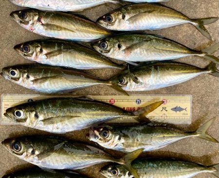 中アジ探しアジング