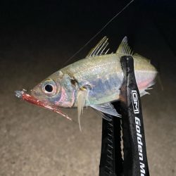 ダートアジング