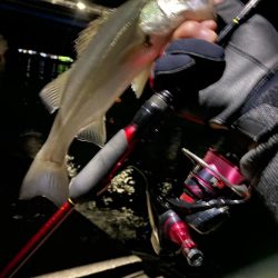 激渋アジング？