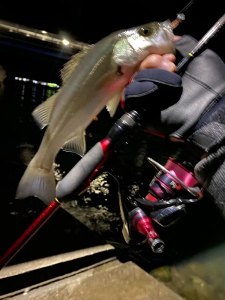 激渋アジング？