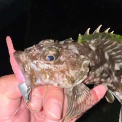 本日の沖波止は?