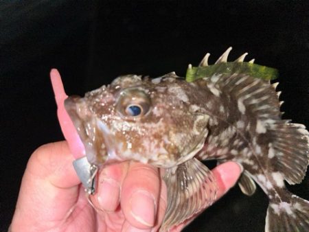 本日の沖波止は?