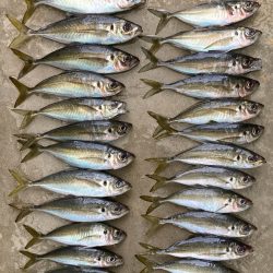 再チャレンジ中アジ探し