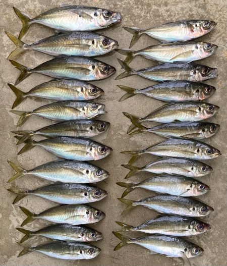 再チャレンジ中アジ探し