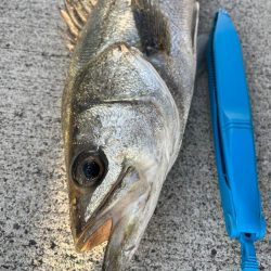 久しぶりのセイゴ！チヌも好調です